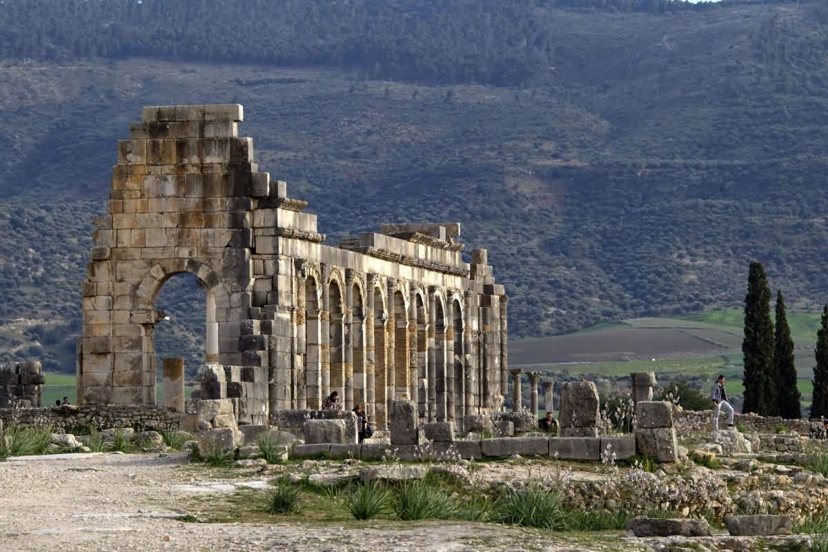 52+ Most Beautiful Volubilis Pictures And Images