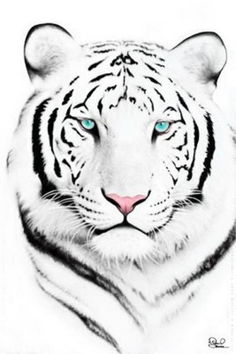 Beautiful Blue Eyed White Tiger Tattoo Design