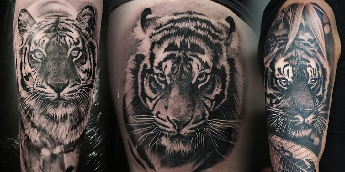 Beautiful Grey Ink Tiger Tattoos Compilation – Tattoos Done By Angelique Grimm