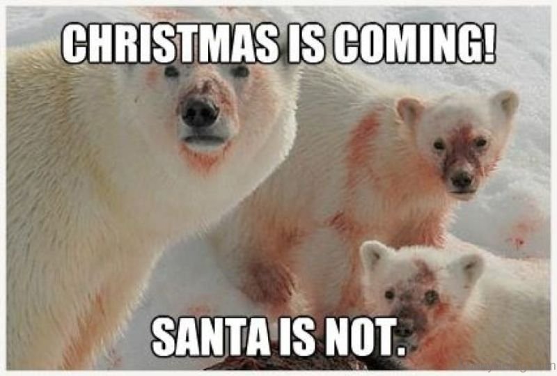 Christmas Is Coming Santa Is Not Funny Polar Bears