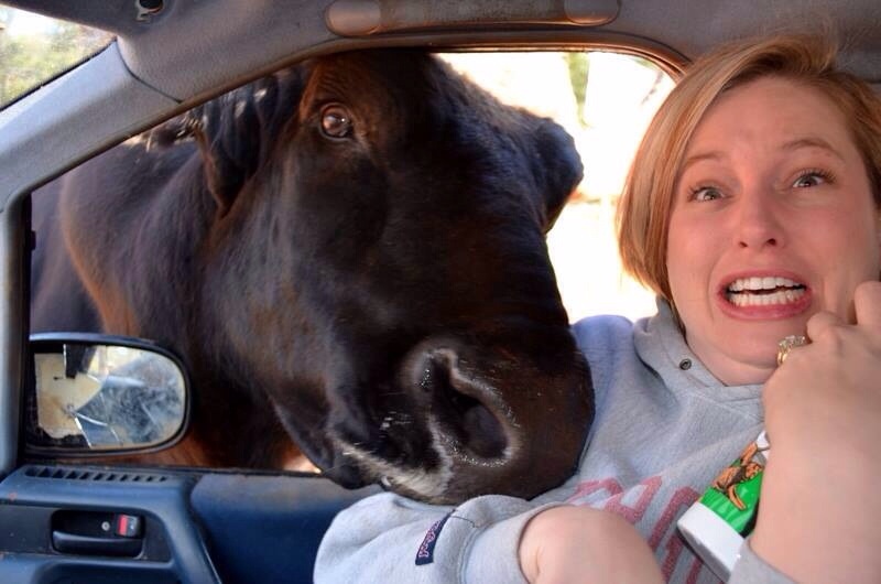 Cow Inside Woman Car Funny Picture