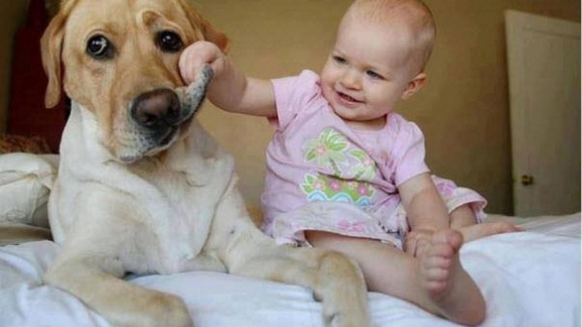 Dog With Kid Funny Picture