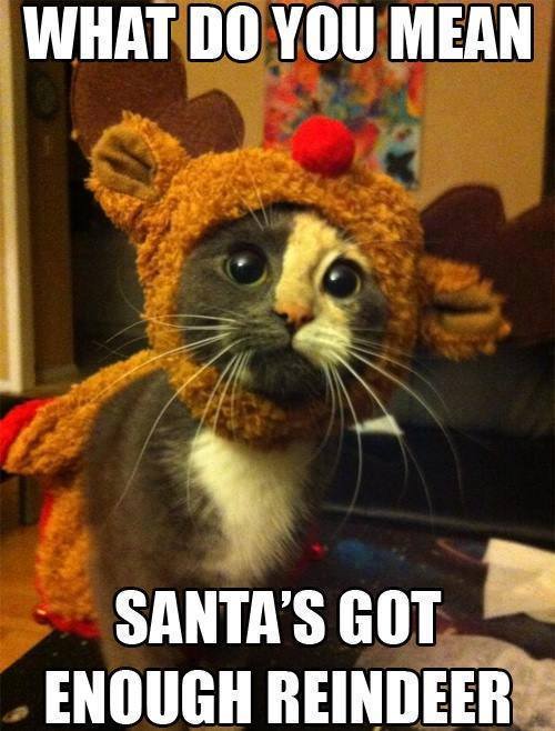 Funny Cat As Reindeer