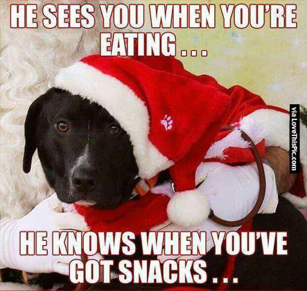 Funny Christmas Dog