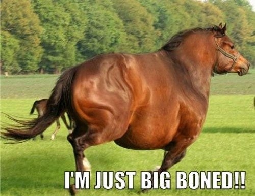 Funny Fat Horse Picture