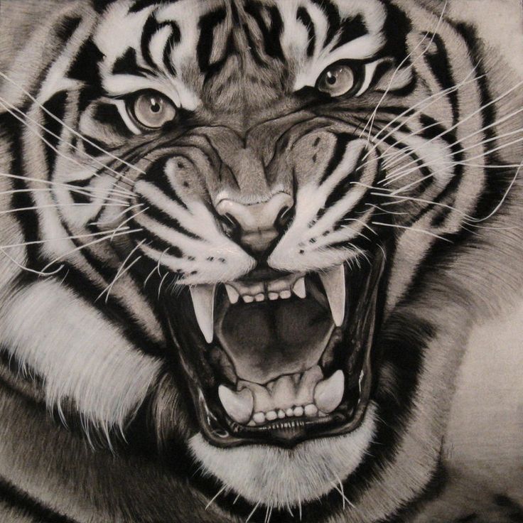Grey Ink Realistic Tiger Tattoo Design