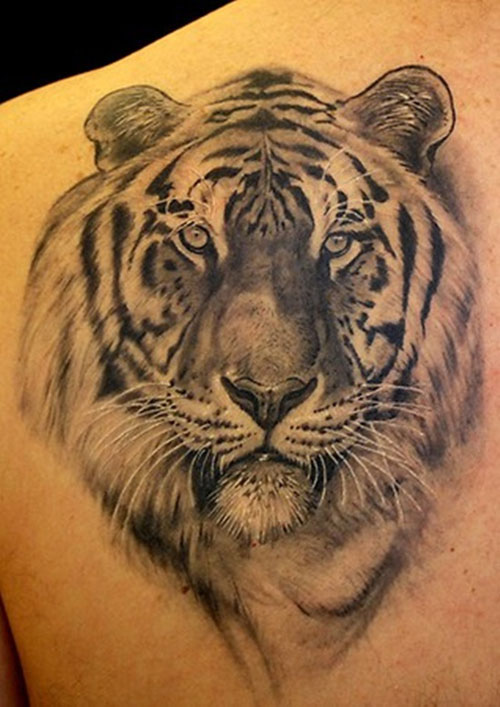 Grey Ink Realistic Tiger Tattoo On Back Shoulder