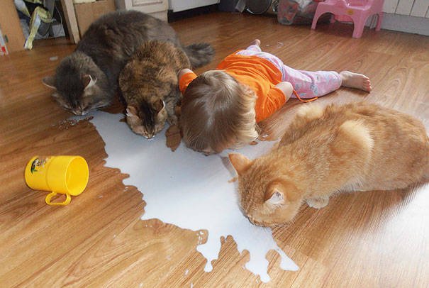 Kid Licking Milk From Floor With Cats Funny Picture