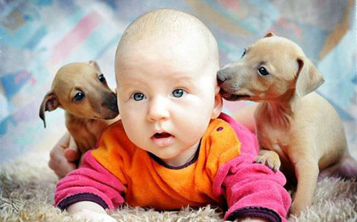 Puppies Licking Ears Of Kid Funny Picture