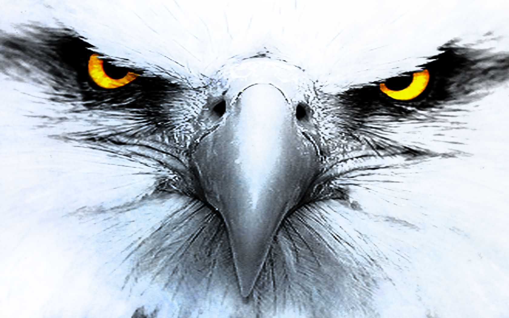 An Amazing Colored Eyed White Eagle Tattoo Design