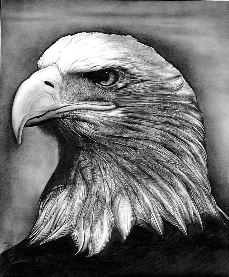 Awesome Grey & Black Realistic Eagle Head Tattoo Design