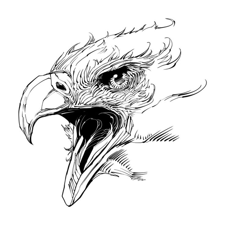 Black Outline Angry Eagle Head Tattoo Design By jerkmonger on DeviantArt