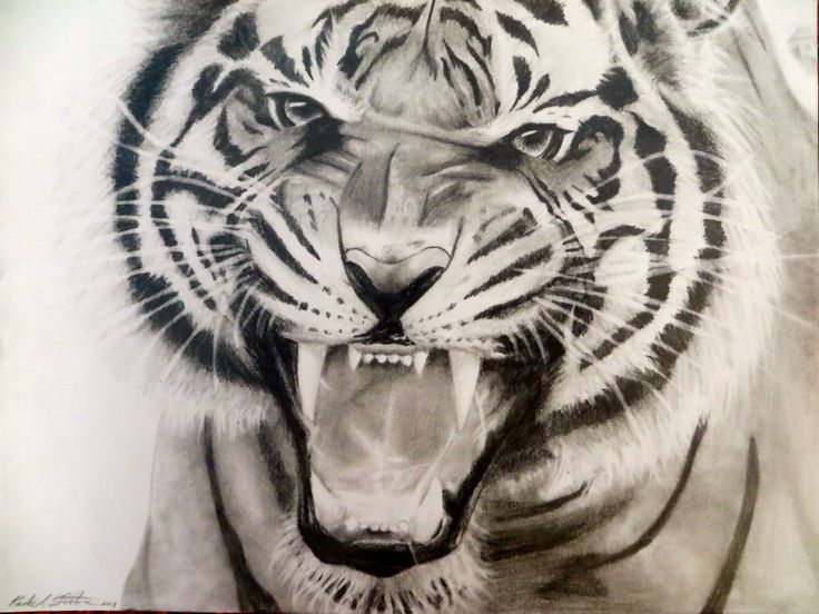 Black & White Tiger Portrait Tattoo Design