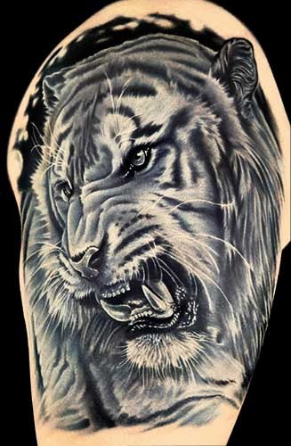 Grey Ink Roaring Tiger Tattoo Design For Shoulder