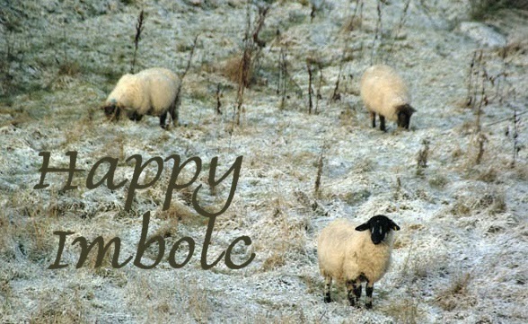 Happy Imbolc Lambs Picture