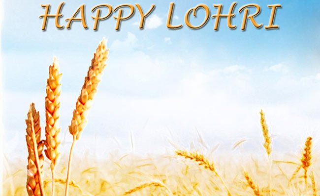 Happy Lohri Wheat In Background