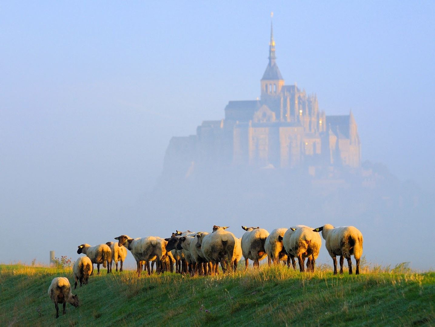 Mont Saint-Michel with sheep