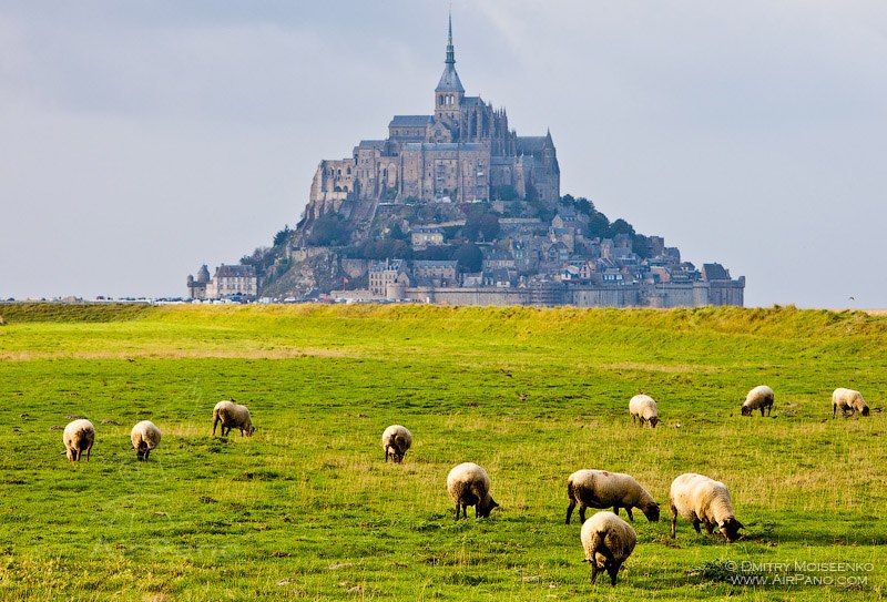 Sheep feeding near the Mont Saint-Michel