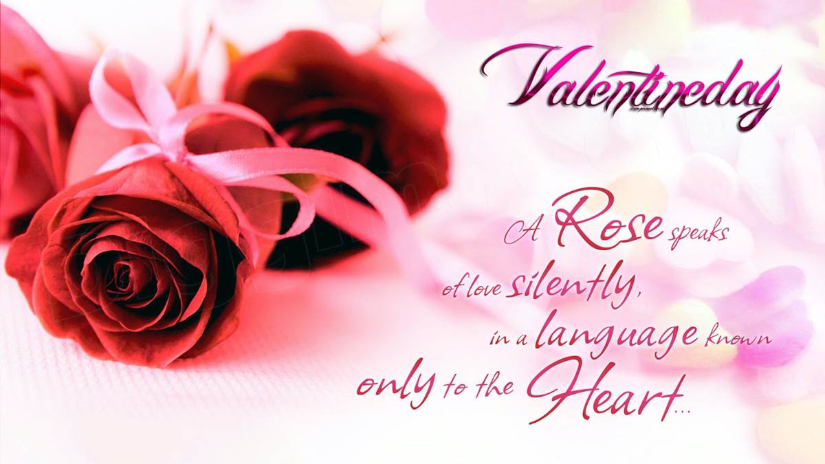 Valentine’s Day a rose speaks of love silently