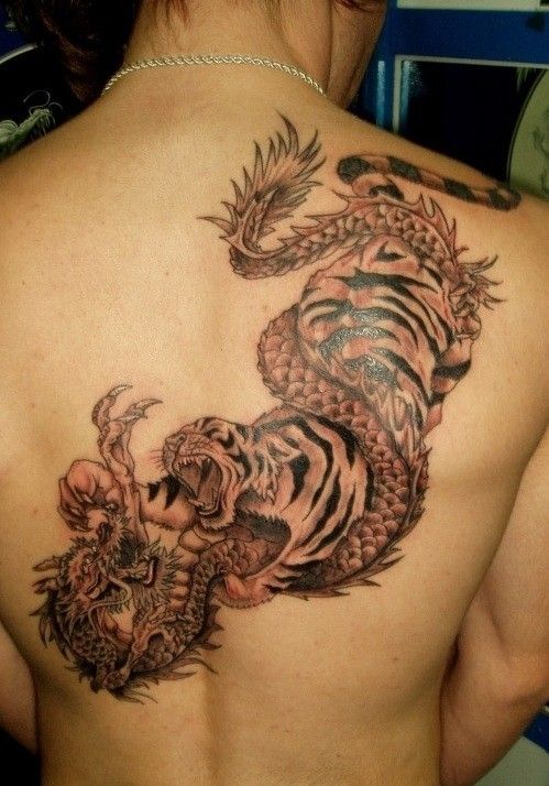 Black & Grey Ink Dragon & Tiger Fighting Tattoo On Girl Back