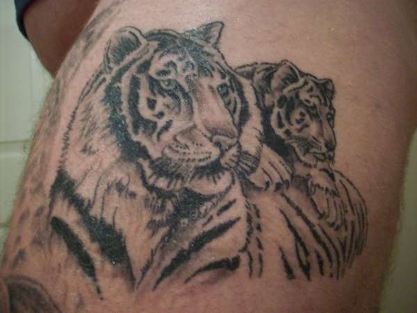 Grey Ink Tiger & Tigress Tattoo