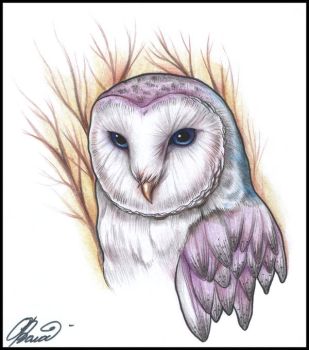Cute Colored Barn Owl Tattoo Design By RayneColdKiss On DeviantArt