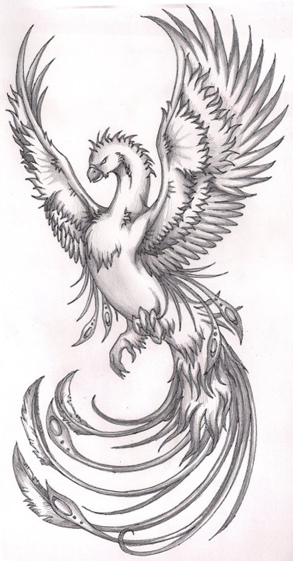 Excellent Grey Ink Flying Phoenix Tattoo Sketch