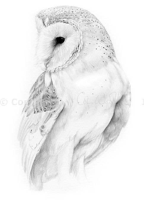 Light Grey & White Barn Owl Tattoo Pencil Sketch