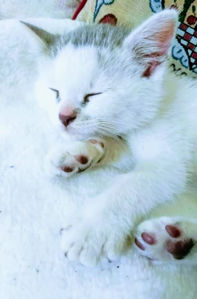 Turkish Van Kitten napping