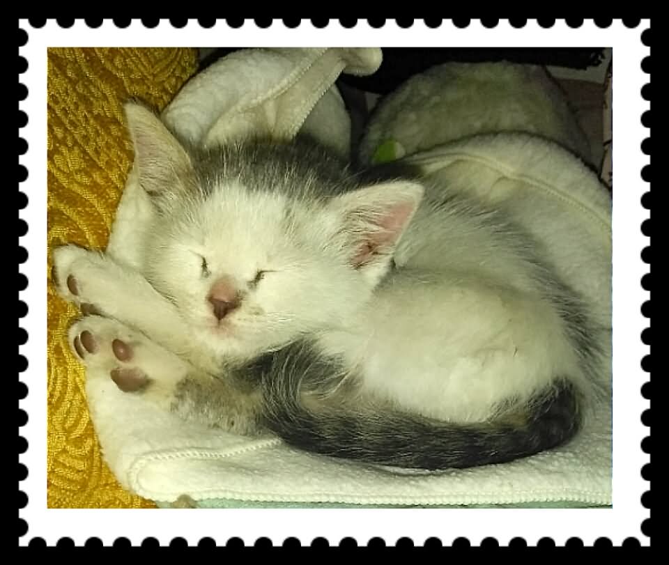 Turkish Van Kitten sleeping
