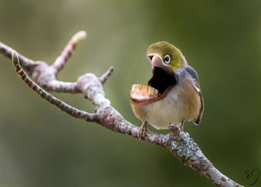 Bird with open mouth funny art