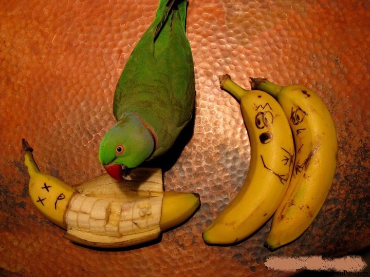 Kill banana by parrot funny art