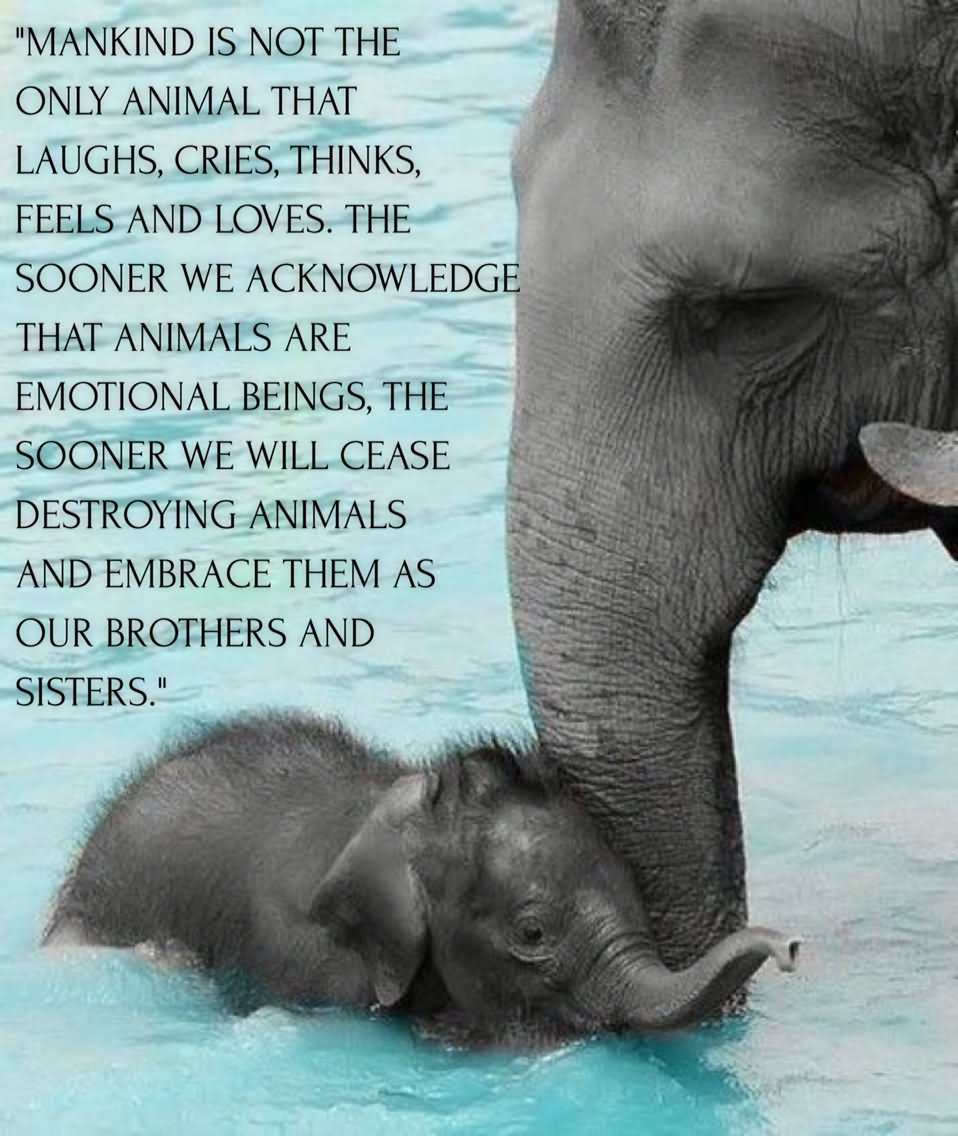 Mankind is not the only animal that laughs, cries, thinks, feels & loves. The sooner we acknowledge that animals are emotional beings, the sooner we will cease destroying animals & embrace them as our brothers & sisters