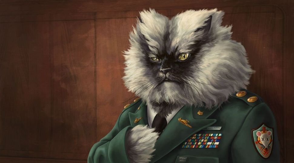 cat in military uniform funny art