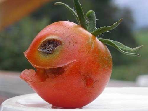 scary tomato face funny food