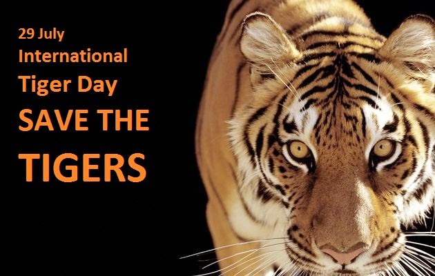 29 july international tiger day save the tigers
