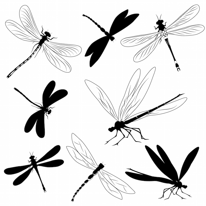 8 Amazing black and gray dragonfly tattoo designs
