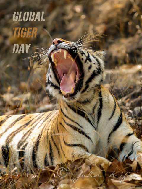 global tiger day roaring tiger picture