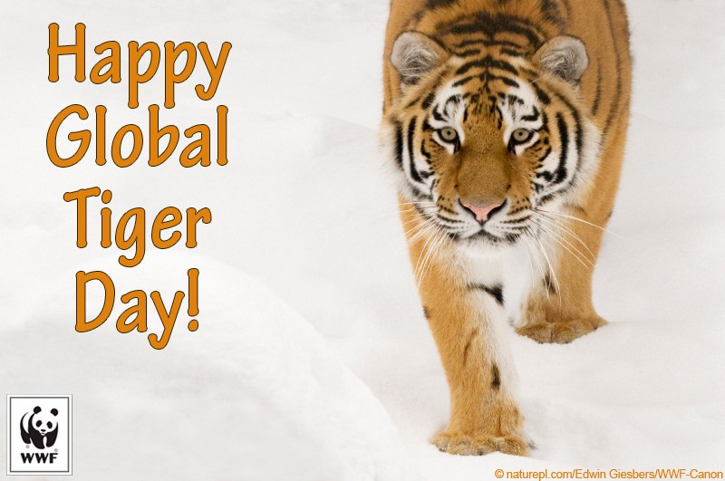 happy global tiger day