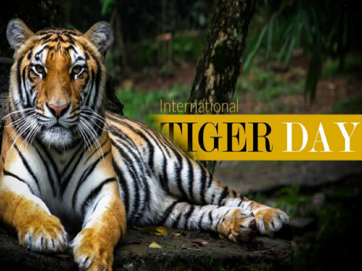 international tiger day 2018