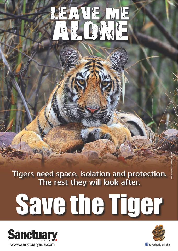 save the tiger world tiger day