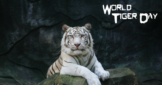 world tiger day white tiger beautiful picture