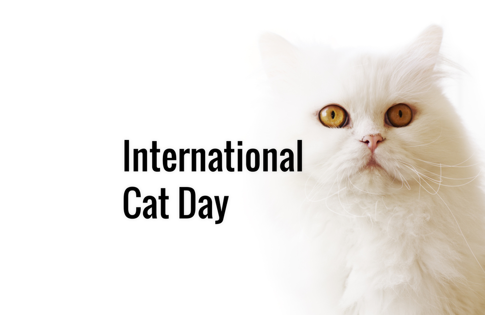international cat day white cat wallpaper