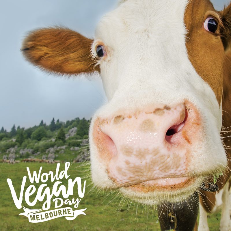 World Vegan Day melbourne cow face closeup