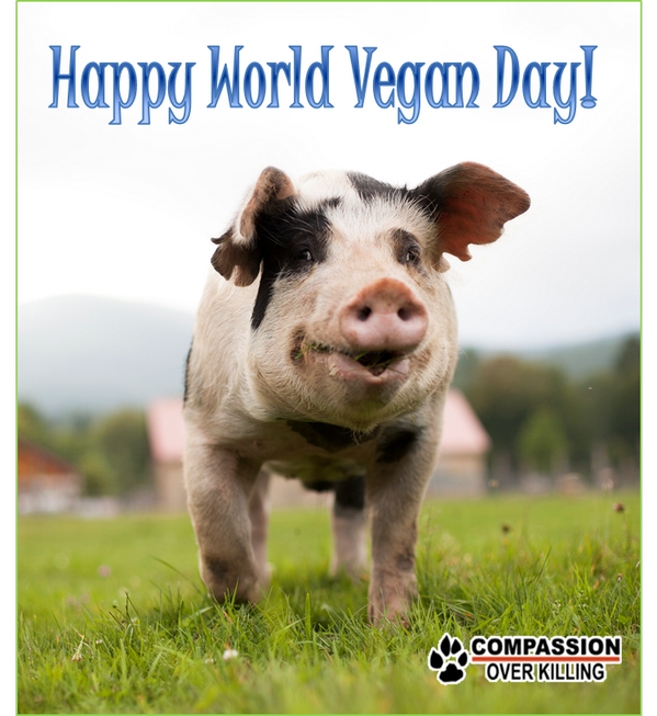 happy World Vegan Day pig picture