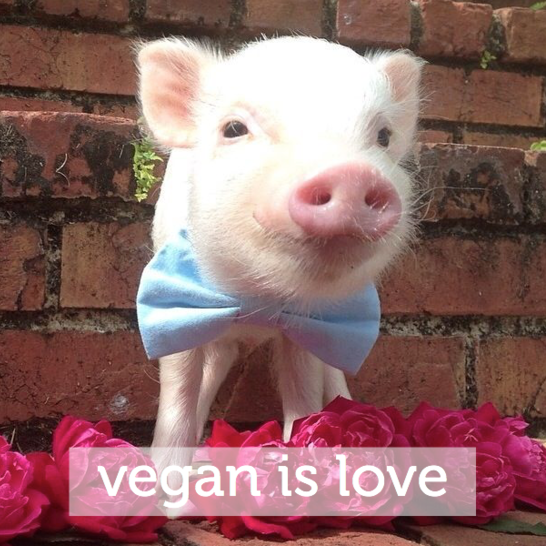 vegan is love cute piglet world vegan day