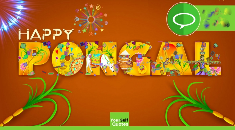happy Pongal wishes