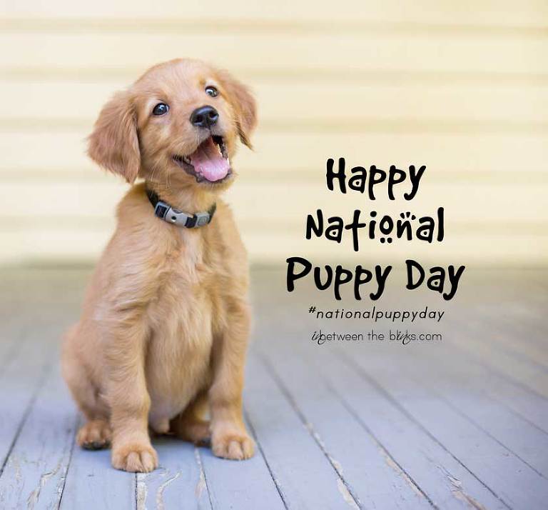 happy national puppy day wishes