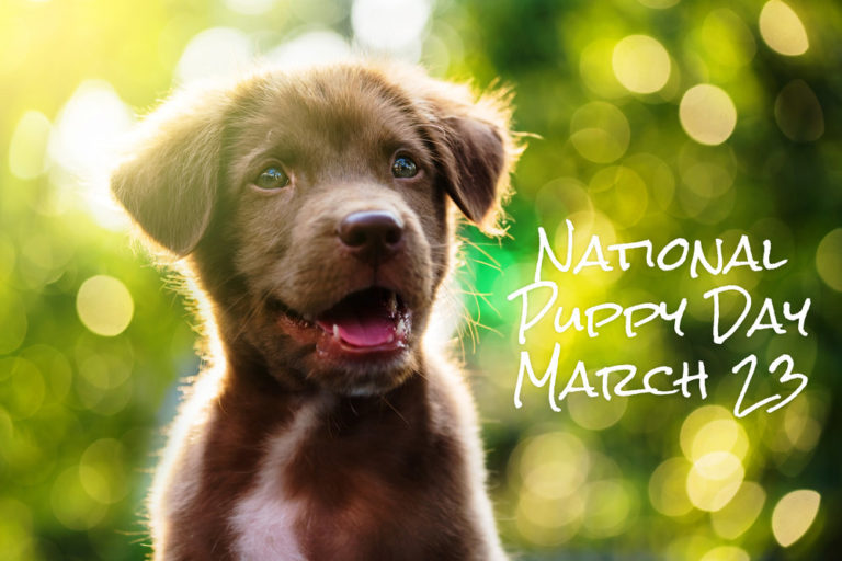 national puppy day 23rd march