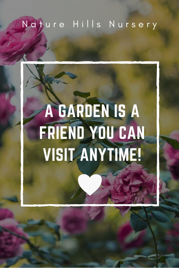 A garden is a friend you can visit anytimes